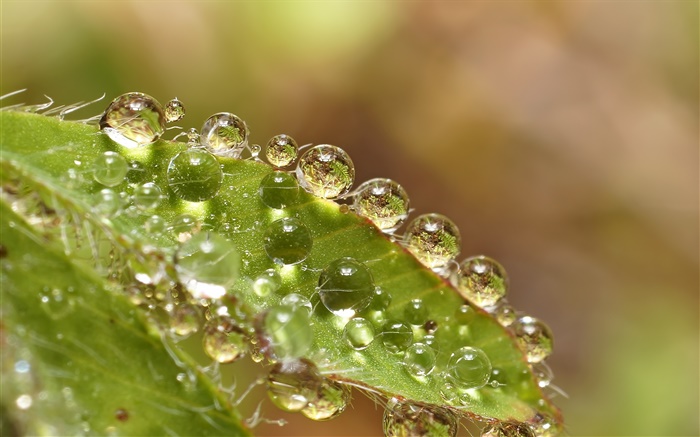 Зеленый лист макро, капли воды обои,s изображение