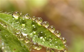 Зеленый лист макро, капли воды