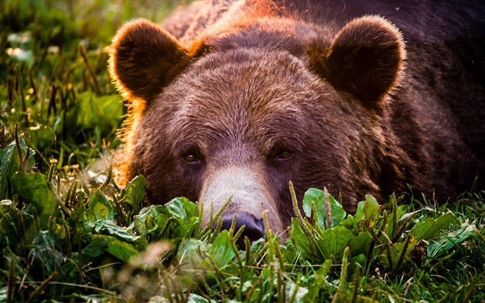 Гризли крупным планом, медведь, лицо, отдых обои,s изображение