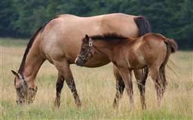 Лошадь и жеребенок, трава HD обои