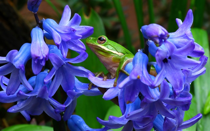 Гиацинт, синие цветы, древесная лягушка обои,s изображение