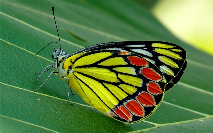 Насекомые бабочки макро, моли, зеленый лист обои,s изображение