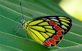 Насекомые бабочки макро, моли, зеленый лист HD обои
