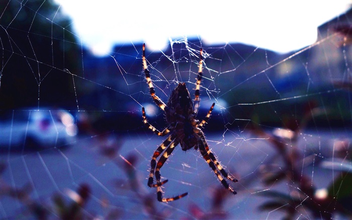 Насекомые крупным планом, паук, паутина обои,s изображение