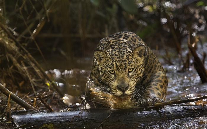 ягуар крупным планом, хищник, Амазония обои,s изображение