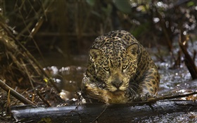ягуар крупным планом, хищник, Амазония HD обои