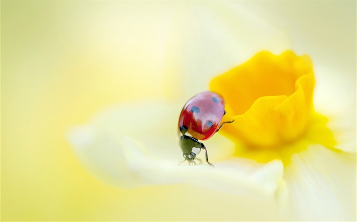 Божья коровка, насекомые, желтый цветок, лепестки обои,s изображение