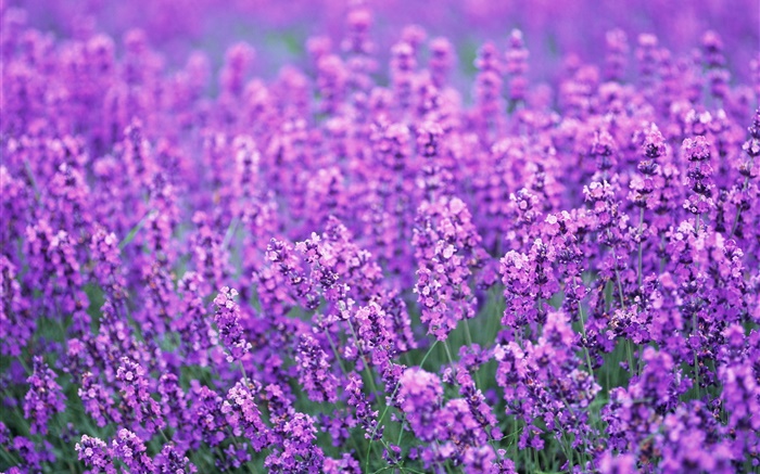 Лаванда полевых цветов, фиолетовый мир, лето обои,s изображение