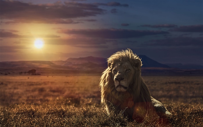Лев на закате, трава обои,s изображение