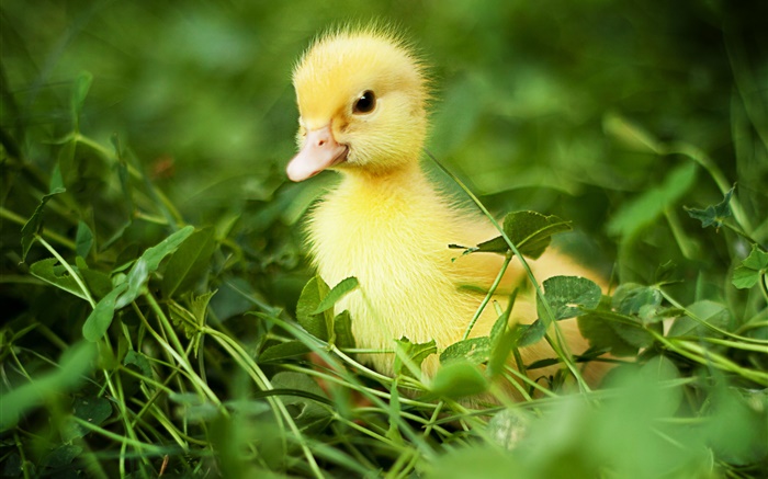 Маленькая утка в траве обои,s изображение