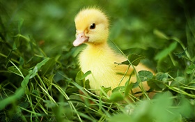 Маленькая утка в траве