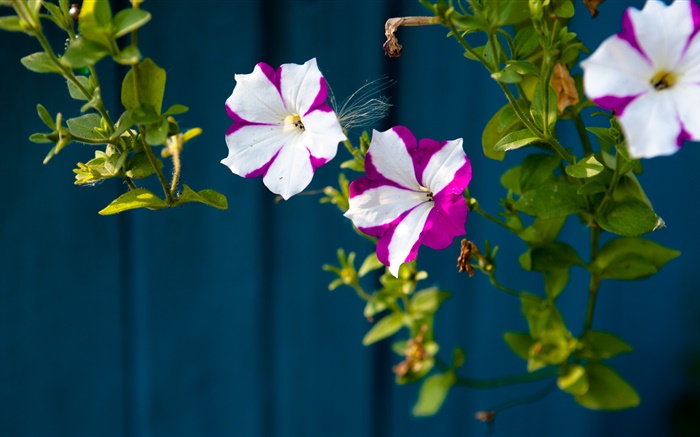 Маленькие цветы, белые лепестки фиолетовые обои,s изображение
