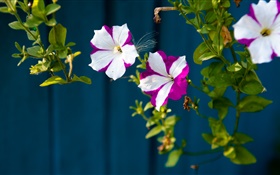 Маленькие цветы, белые лепестки фиолетовые