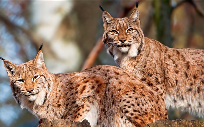 Lynx, пара, дикая кошка обои,s изображение