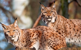 Lynx, пара, дикая кошка HD обои