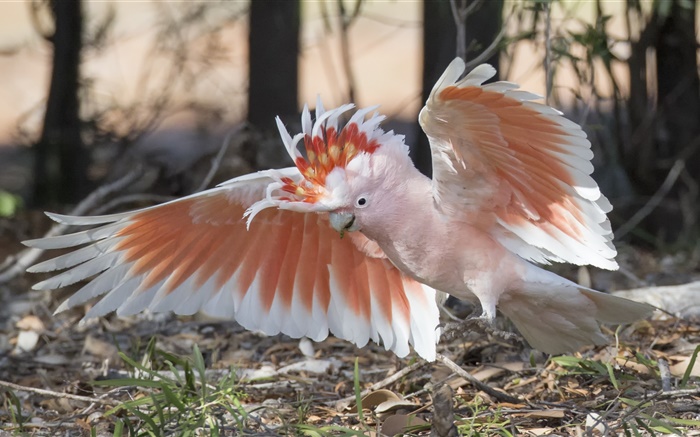 Какаду-инка, попугай, крылья обои,s изображение