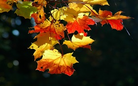 Кленовые листья макро, осень, черный фон