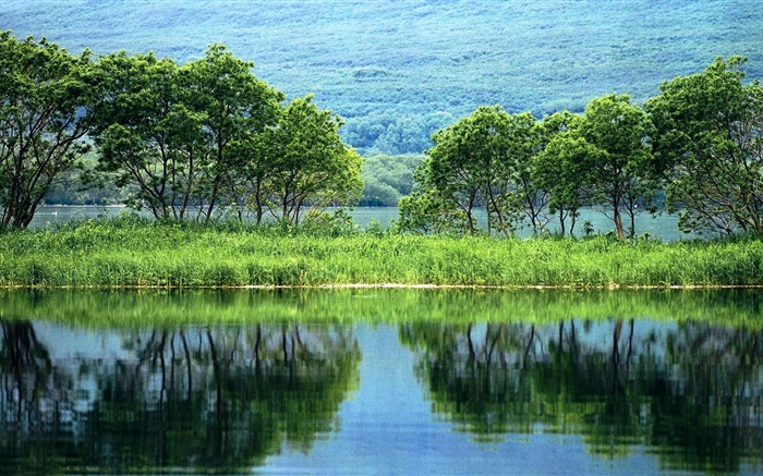 Природа пейзаж, деревья, зеленый, река, вода отражение обои,s изображение