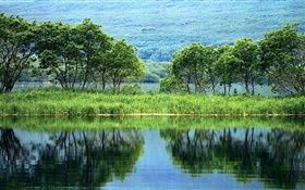 Природа пейзаж, деревья, зеленый, река, вода отражение