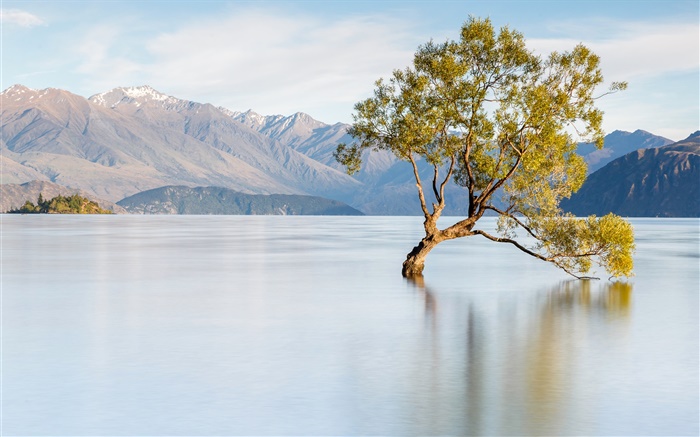 Новая Зеландия, озеро Wanaka, горы, одинокое дерево обои,s изображение