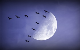 Ночь, луна, птицы летают, небо HD обои