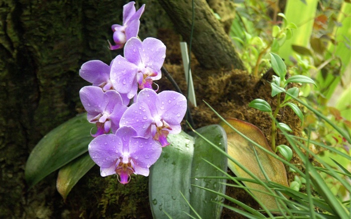 Орхидея, фаленопсис, фиолетовые цветы, капли росы обои,s изображение