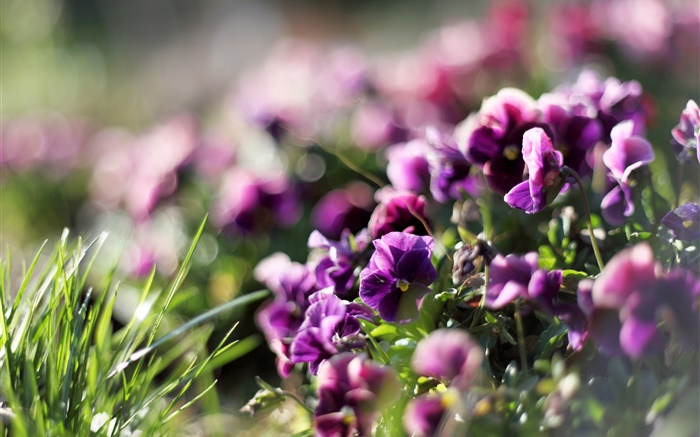 Анютины глазки, фиолетовые цветы, фиолетовый, весна обои,s изображение