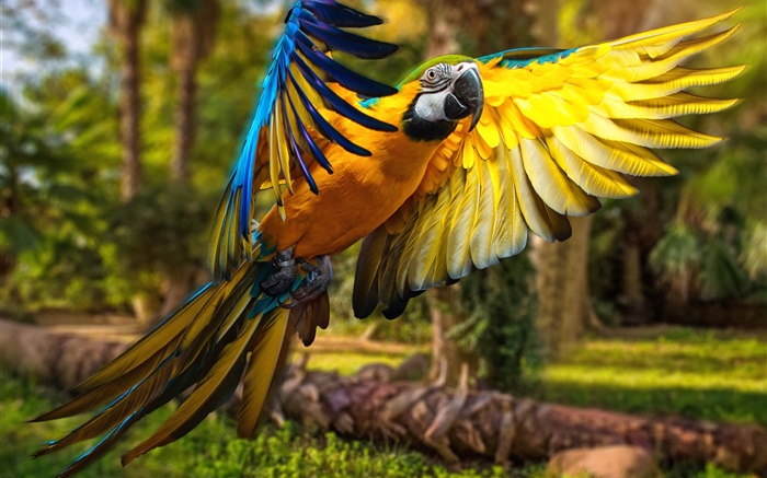 Parrot полет, крылья обои,s изображение