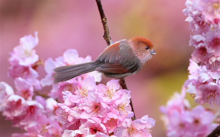 Розовые цветы, птицы, сад, весна обои,s изображение