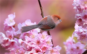 Розовые цветы, птицы, сад, весна HD обои