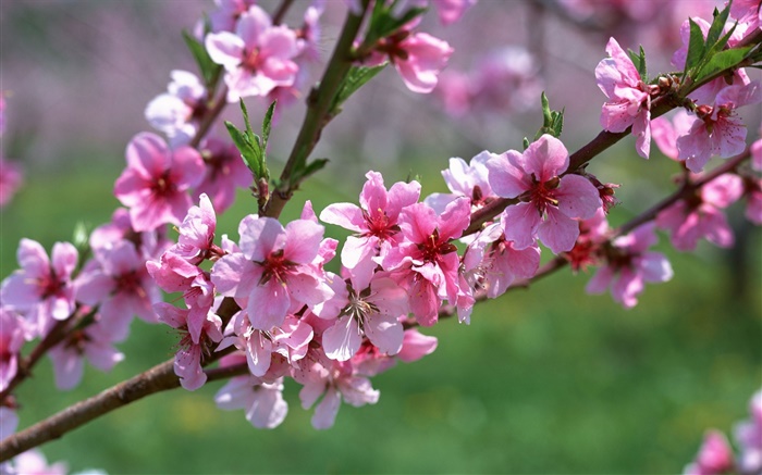 Розовые цветы, дерево, ветки, весна обои,s изображение