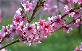 Розовые цветы, дерево, ветки, весна