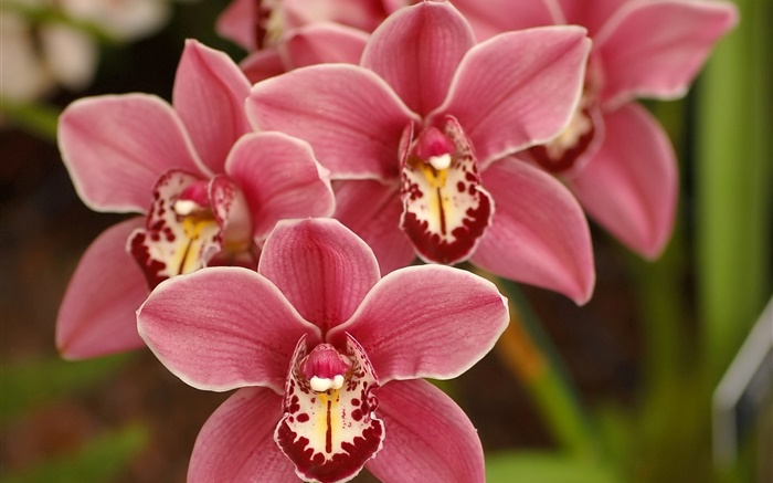 Розовый фаленопсис, цветы, орхидеи обои,s изображение