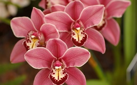 Розовый фаленопсис, цветы, орхидеи