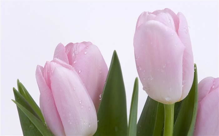 Розовые тюльпаны, цветы, листья, капли воды обои,s изображение