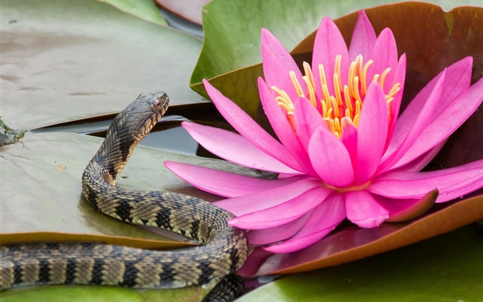 Розовый водяная лилия, цветок, листья, змейки обои,s изображение