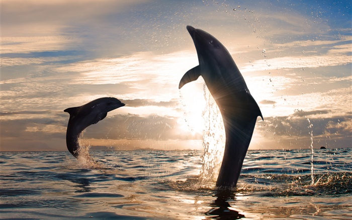 Игривый дельфины прыжки, брызги воды, море, закат обои,s изображение