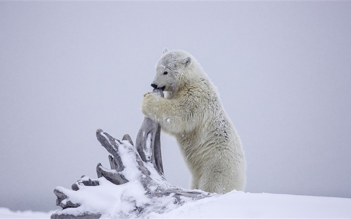 Белый медведь, медвежонок игры, зима, снег, Аляска обои,s изображение