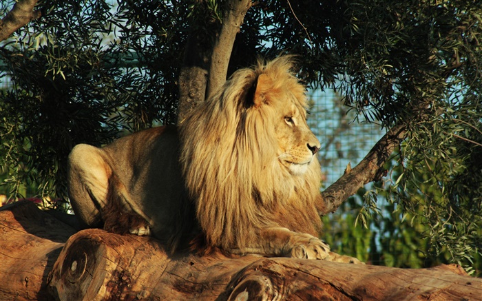 Хищник, лев отдых, дерево, листья обои,s изображение