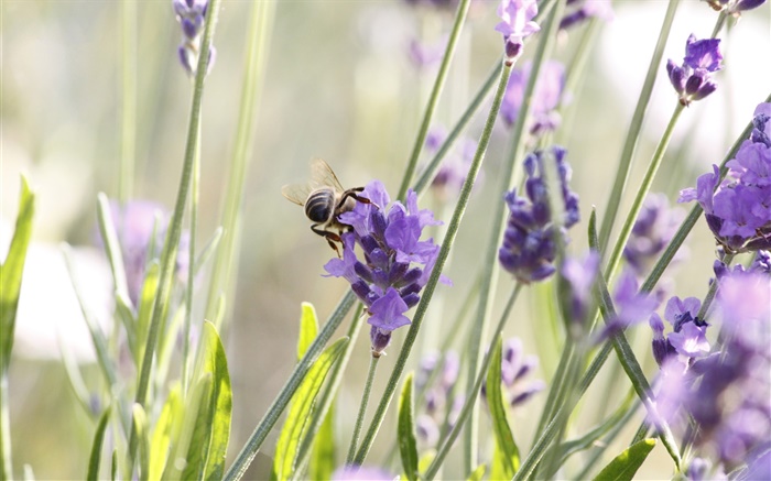 Фиолетовый цветы, лаванды, насекомое, пчела обои,s изображение