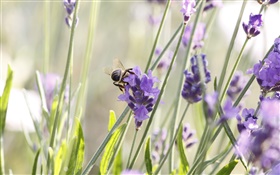 Фиолетовый цветы, лаванды, насекомое, пчела HD обои
