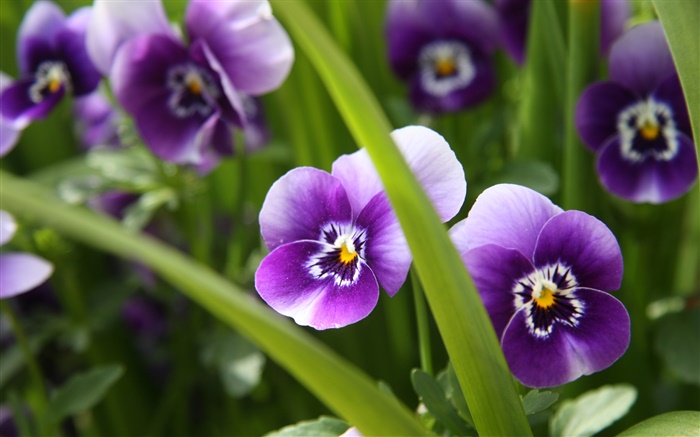 Фиолетовые цветы, анютины глазки, трава, зеленый обои,s изображение