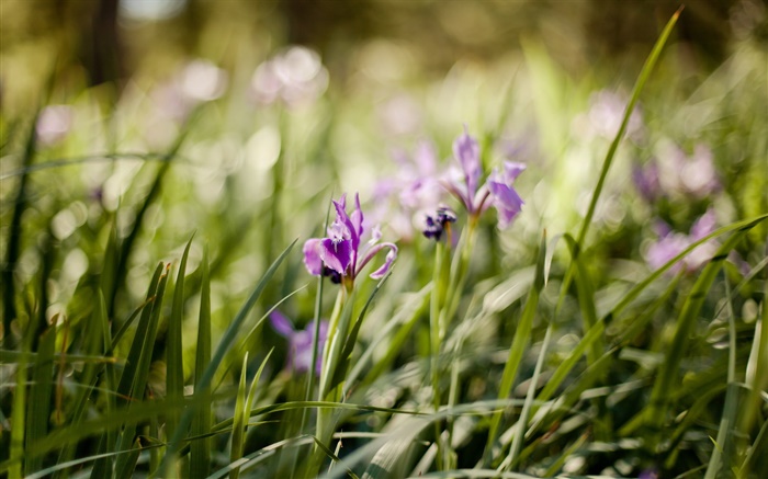 Фиолетовая орхидея, цветы, зеленая трава обои,s изображение