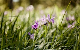 Фиолетовая орхидея, цветы, зеленая трава HD обои