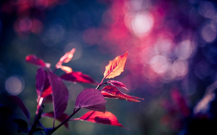 Красные листья макрофотографии, фиолетовый, боке, блики обои,s изображение