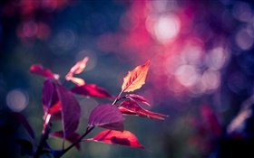Красные листья макрофотографии, фиолетовый, боке, блики