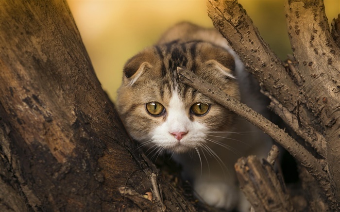 Шотландская вислоухая кошка, котенок, глаза, дерево обои,s изображение