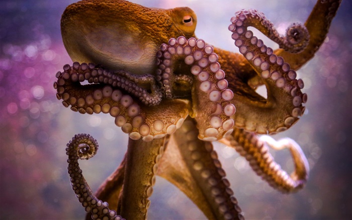 Морские животные, осьминог, щупальца, присосками обои,s изображение