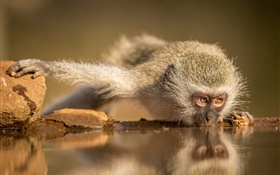 Южной Африки, обезьяна ест вода HD обои