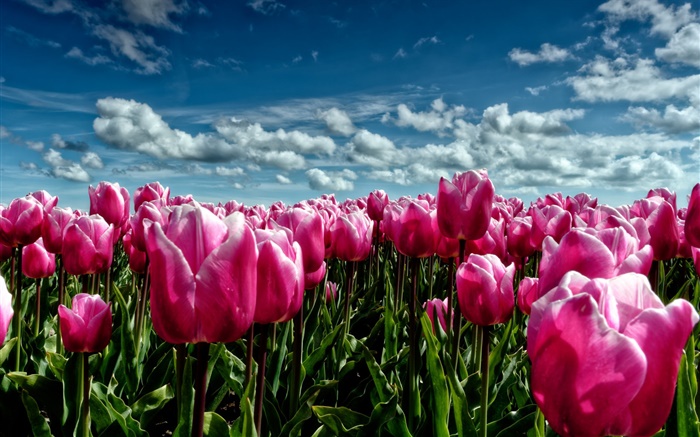Весна, фиолетовые тюльпаны, цветы поле обои,s изображение
